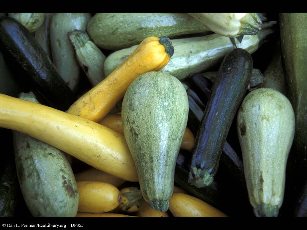 کدو مسمایی / کدو خورشتی